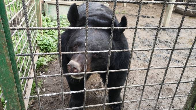 В "Велесе" попросили принести еды для 18 голодающих медведей