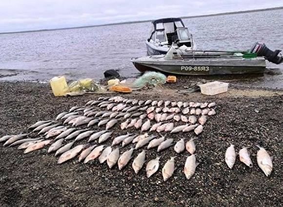 На Ямале у браконьеров изъяли крупный улов чира на ₽1,1 млн