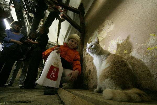 Пиотровский посвятил в эрмитажные коты подкидыша из музея Тулы