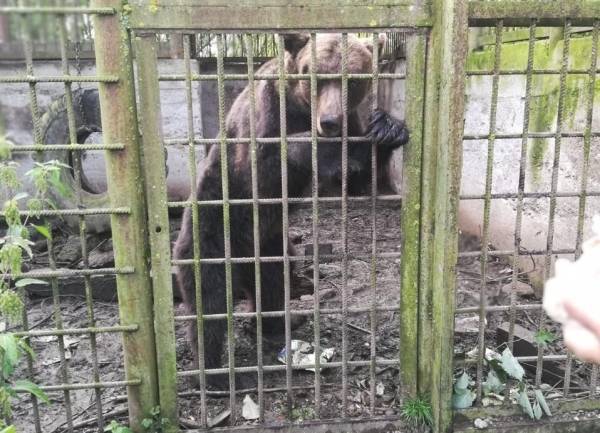 СК начал проверку зоопарка в Уссурийске, где медведь покалечил дрессировщицу