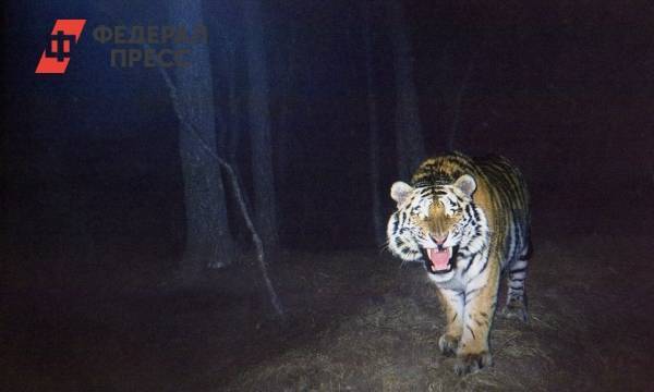 В Хабаровском крае погибли человек и тигр