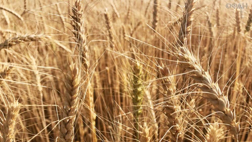Пшеницу первого класса собрали в России впервые за  семь лет