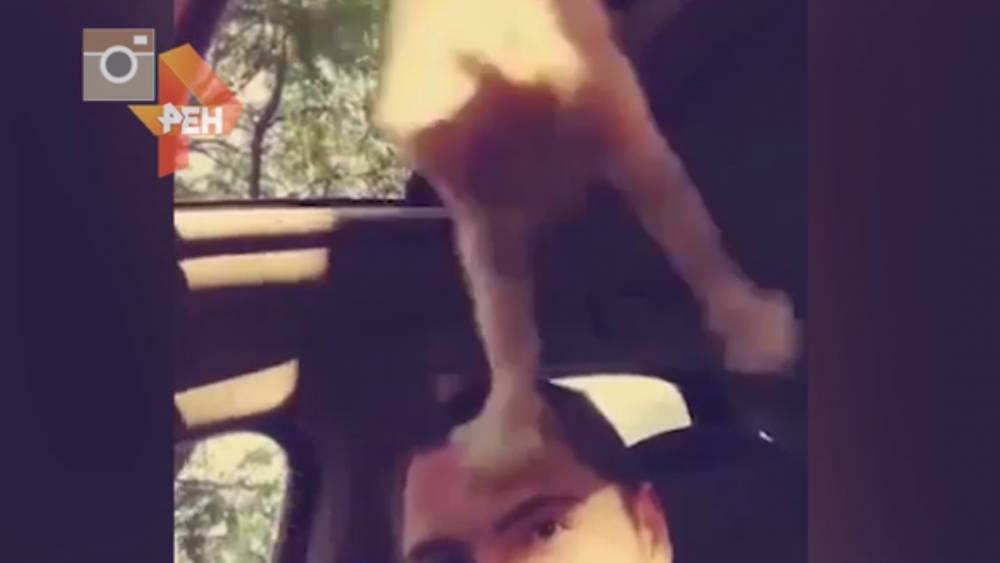 Свалившийся на голову водителя кот рассмешил пользователей Сети
