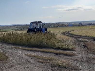 В Магнитогорске полиция нашла посевы конопли на площади 2,5 тыс. квадратных метров