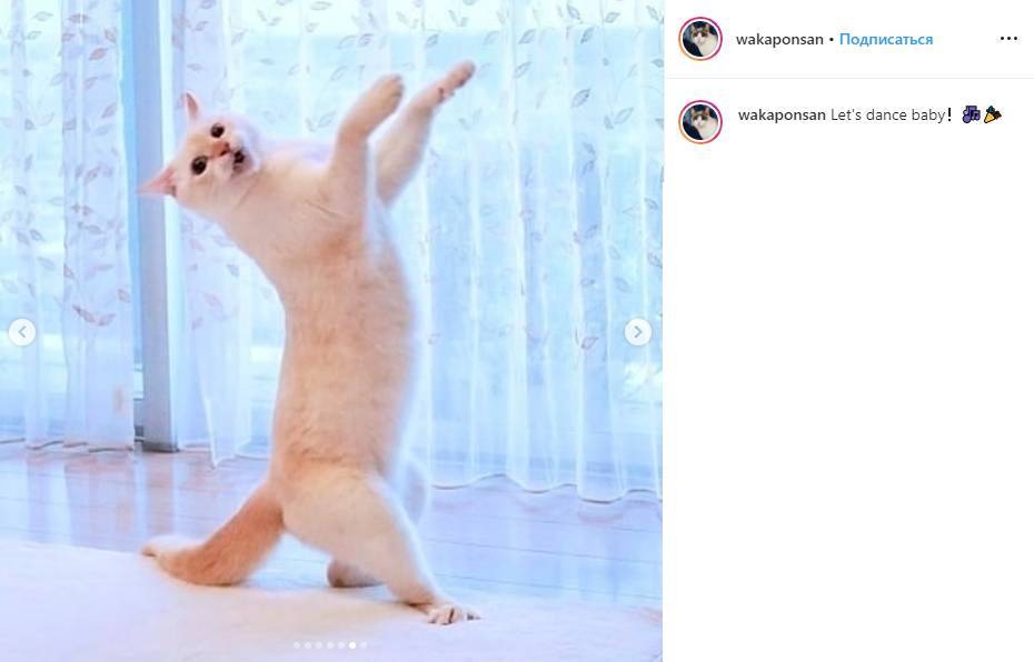Японская кошка Чако покорила сердца пользователей соцсетей своими танцами