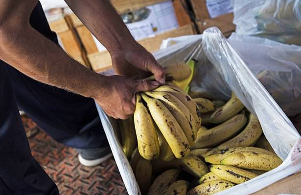 Ученые решили спасти бананы при помощи редактирования генов