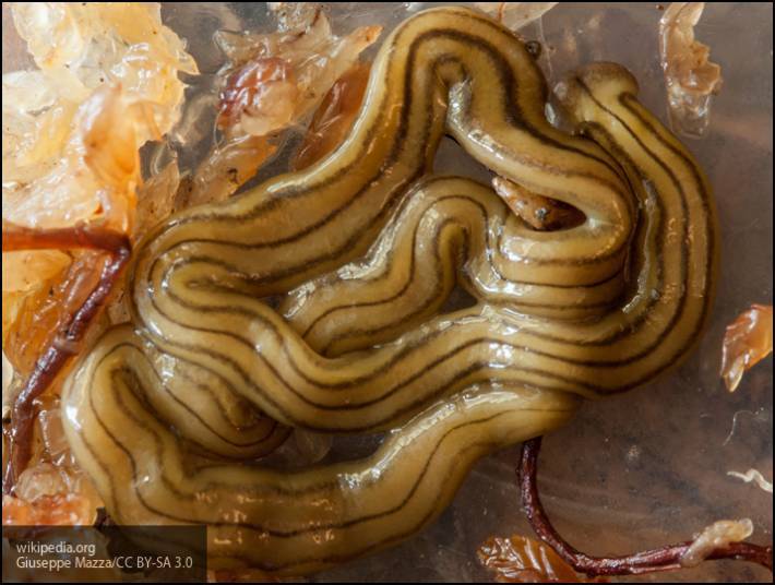 Исследователи обнаружили новый вид червей, имеющих три разных пола