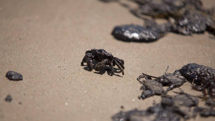 Бразилия на грани экологической катастрофы: сотни пляжей загрязнены нефтью