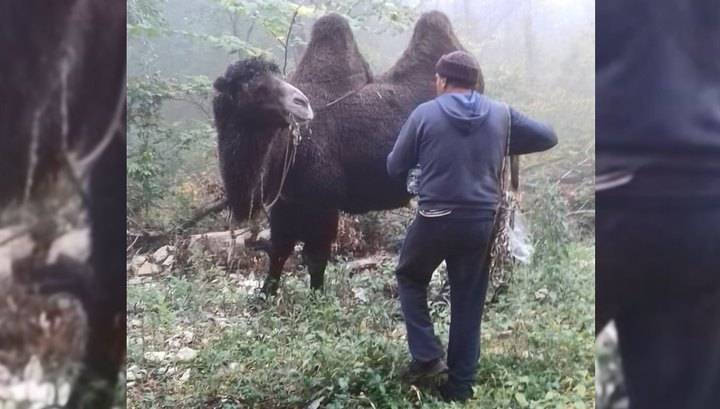 Под Новороссийском нашли пропавшего погонщика и караван верблюдов