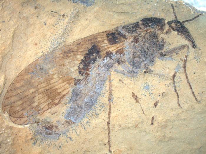 В меловых отложениях Бурятии нашли большое количество древних насекомых