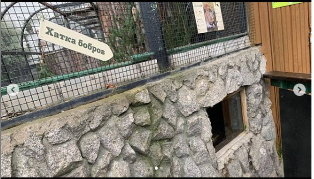 Днем на спящих бобров Ленинградского зоопарка можно посмотреть через специальное окошко