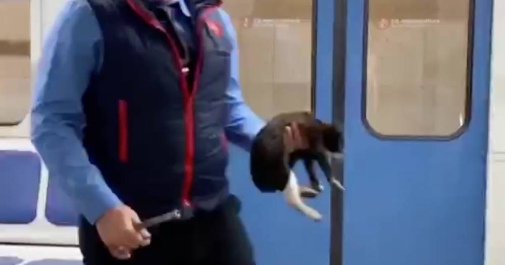 В московском метро спасли упавшего на рельсы котенка