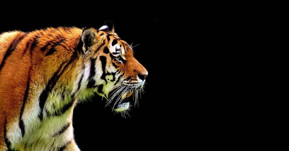 В Хабаровском крае тигр напал на охотников и убил одного из них.