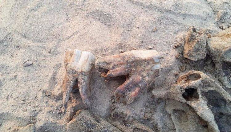 Пятилетний мальчик нашел в Забайкалье кости древнего носорога