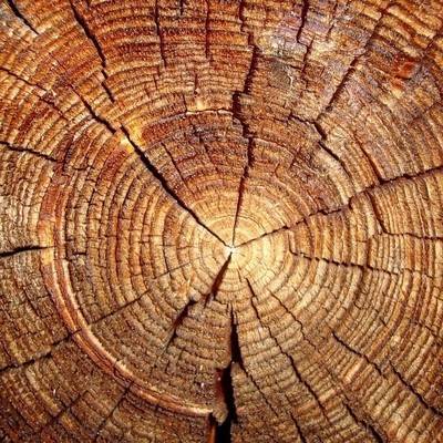 Более 40% всех видов деревьев в Европе находятся под угрозой исчезновения