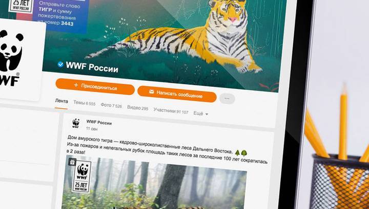 Ко Дню тигра в Одноклассниках появились видео с амурскими тиграми в живой природе