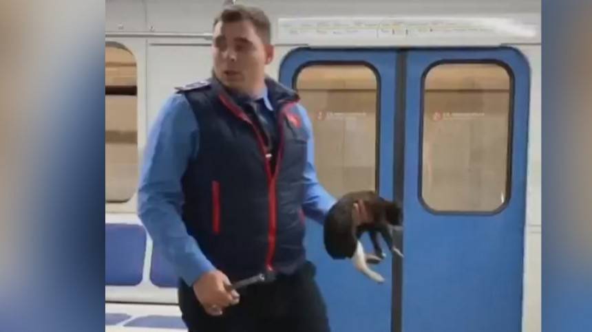 Чудеса рядом: Машинист московского метро остановил поезд, чтобы спасти котенка