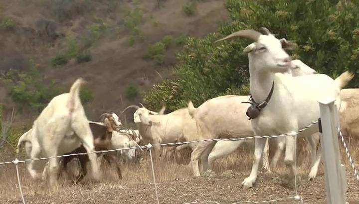 В Калифорнии охранять людей от лесных пожаров поставили коз