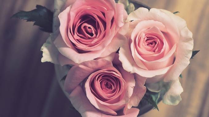 Из цветочного ларька на Солидарности вор украл три розы и плюшевого зайца