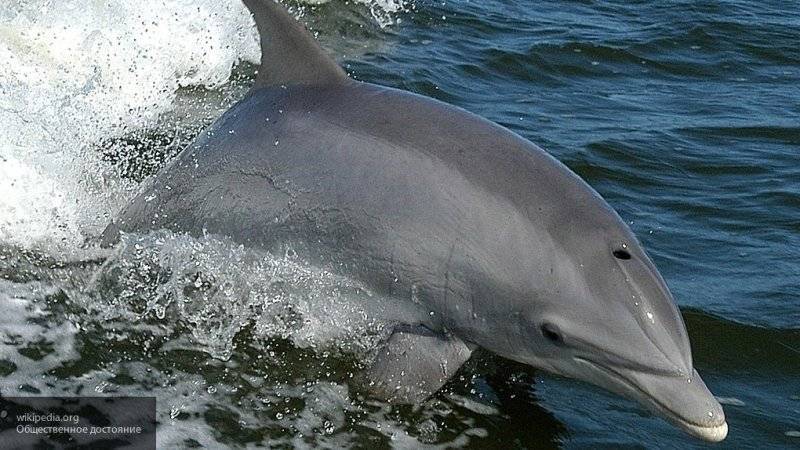 Ученые проведут перепись дельфинов в Черном море к концу года