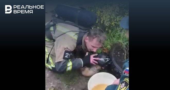 Пожарные в Костроме сделали задыхающейся собаке искусственное дыхание