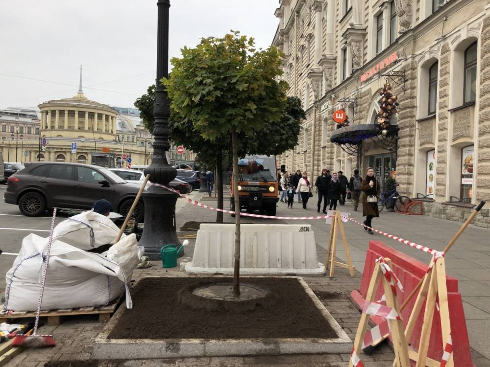 Три остролистных клена посадили на площади Восстания в Петербурге