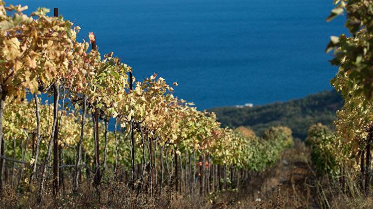 "Они сейчас не досажены": что происходит с виноградниками и вином Крыма