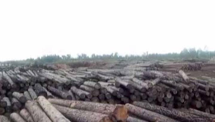 В Забайкалье черные лесорубы за 4 года вывезли в Китай свыше 90 тысяч кубометров леса