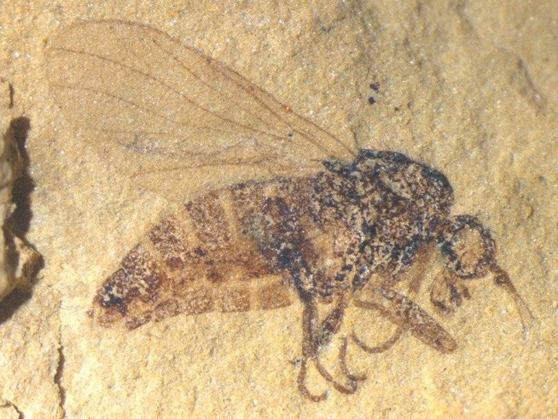 В меловых отложениях Бурятии нашли большое количество древних насекомых