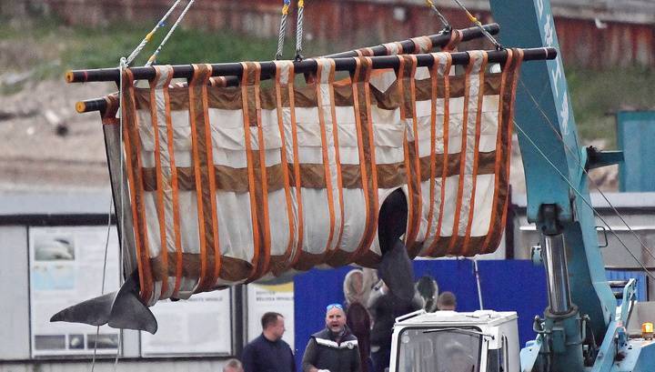 Закончилась погрузка белух из "китовой тюрьмы" в Приморье