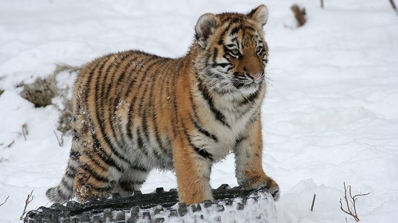 Путин заявил об успешном увеличении численности амурского тигра