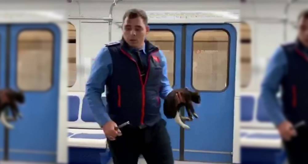 Машинист спас в метро котенка по кличке Снегурочка