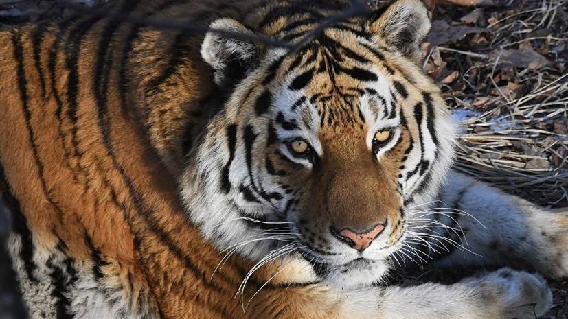 Путин отметил успехи в сохранении численности амурского тигра