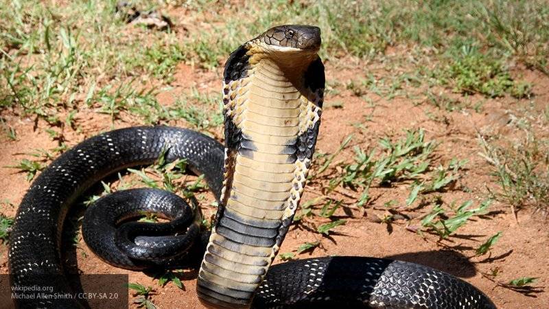 Щенок питбуля погиб, спасая детей от ядовитой змеи