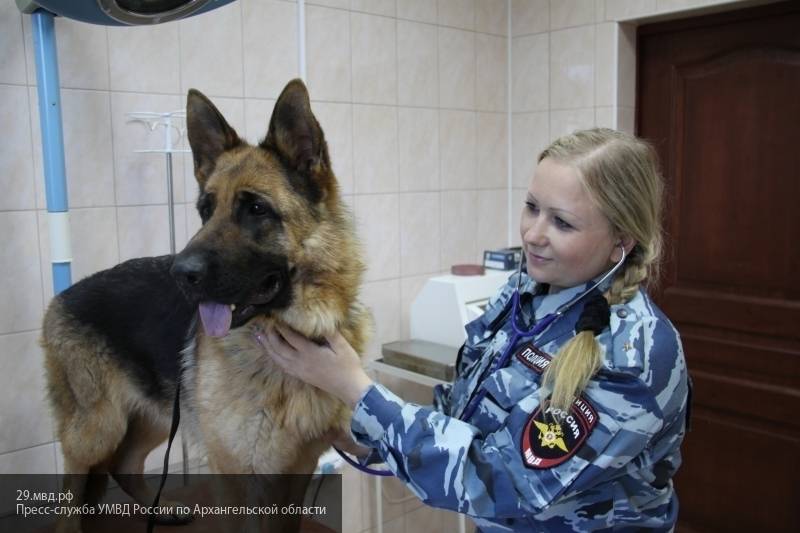 Полицейская собака в Санкт-Петербурге обезвредила насильника