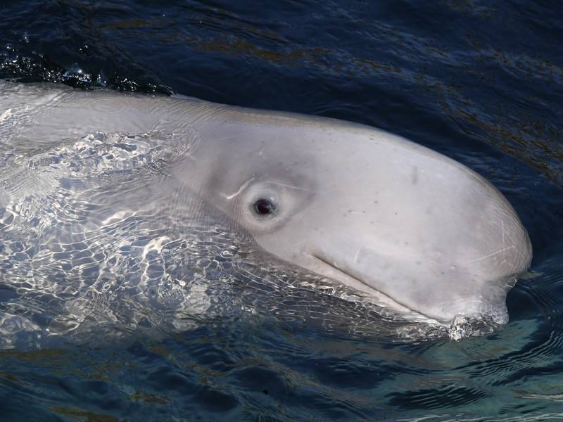 Учёные отучают белух из «китовой тюрьмы» от контакта с человеком