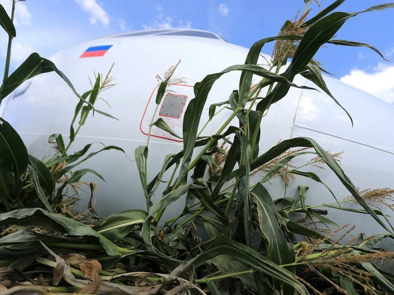 Кукурузу начали убирать с поля, где аварийно сел А321 - news.ru - Россия