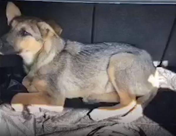 Житель Волгограда спас сбитого щенка из-под колес машин