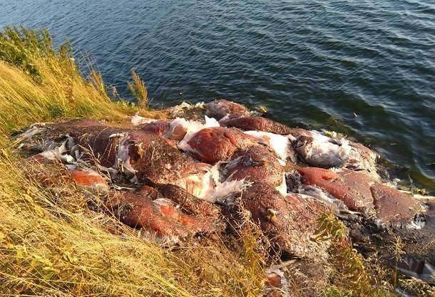 Сваленные у озера «мешки с птицей» не представляют опасности – мэрия Воркуты