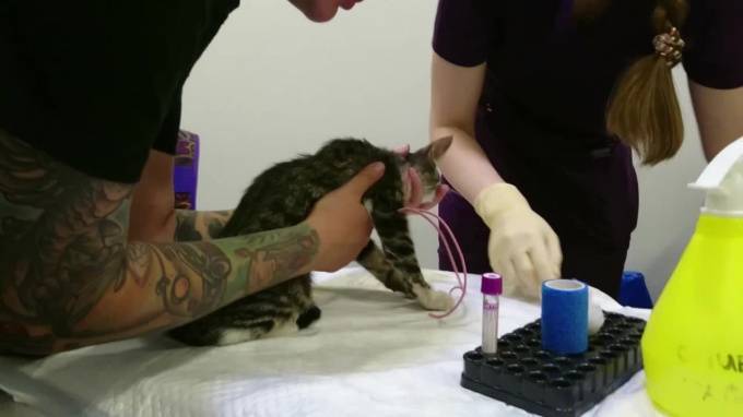 Видео: в Каменке спасатели вытащили котенка из вентиляции