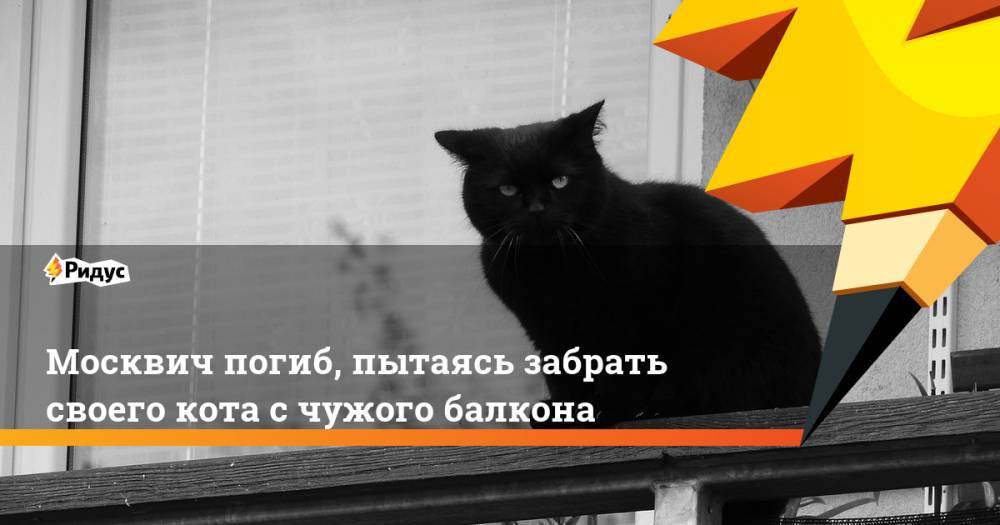 Москвич погиб, пытаясь забрать своего кота с чужого балкона. Ридус
