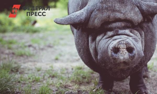 В восьми регионах России зафиксировали африканскую чуму свиней