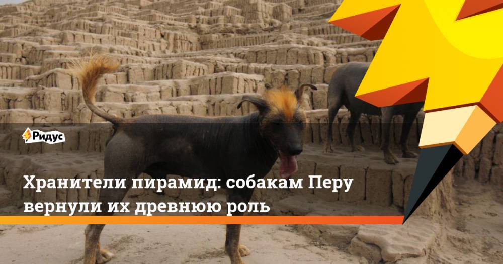 Хранители пирамид: собакам Перу вернули их древнюю роль