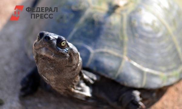Британец приучил черепаху посещать пивную - fedpress.ru - Англия - Лондон - Великобритания