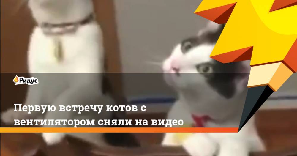 Первую встречу котов с вентилятором сняли на видео