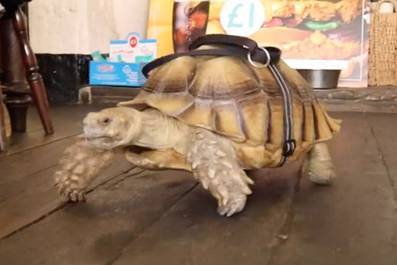 Хозяин научил свою черепаху ползать в пивную