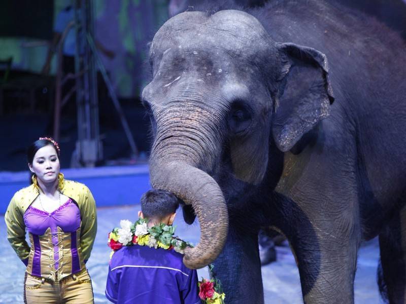 Правительство Дании выкупит слонов-пенсионеров у цирков - news.ru - Копенгаген