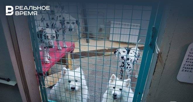 Сенатор Лисовский призвал не вводить лишние запреты для владельцев собак