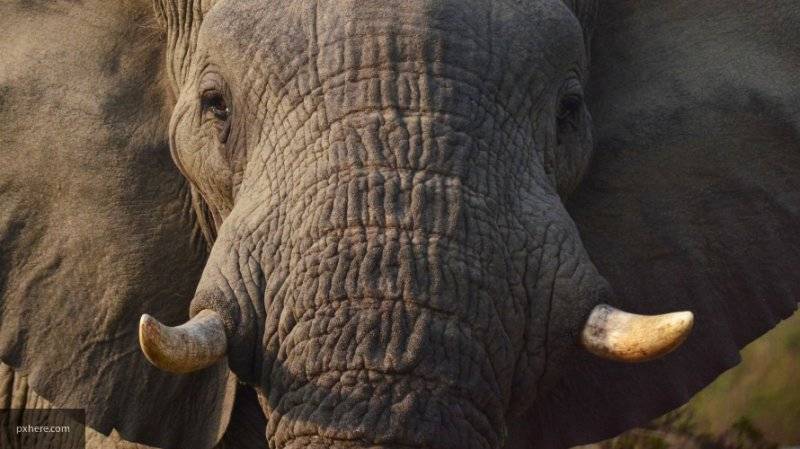Правительство Дании заплатит 1,5 миллиона евро за последних цирковых слонов в стране