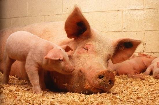 В восьми регионах России выявили африканскую чуму свиней